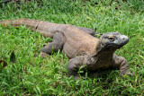 Komodo Dragaon