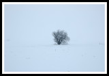 Lone Tree in Blizzard