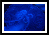 Jellyfish Star