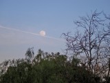 Gibbous Moon