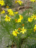 Coreopsis