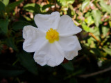 Rock Rose