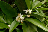 Orange Blossoms