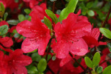 Rain-Kissed Azalea