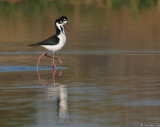 Black necked stilts, post breeding strut