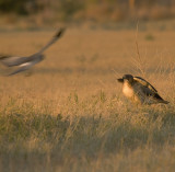 Red-Tailed hawk being strafed by Northern Harrier