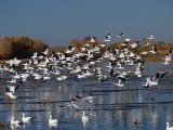 snow geese