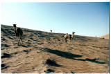 The Camel Quintet, Oman 2008