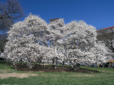 Cherry Trees