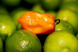 HABANEROS