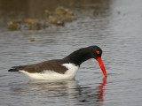 American Oystercatcher 6