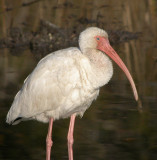 White Ibis 2