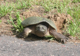 Snapping Turtle 2