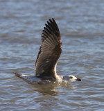 Great Black-backed Gull 4