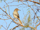 Long-billed Thrasher