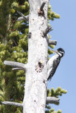 American Three-toed Woodpecker 2