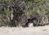 Wild Turkey