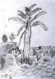Palm Tree, Chris, age:8
