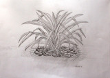 plant, Grace Li, age:7.5