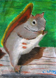 squirrel, Christy, age:12.5
