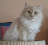 Delicious Cat Izmira.jpg