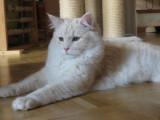 Delicious Cat Junior.jpg