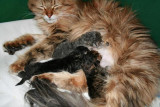 Gemma's first litter - Nikopeja's M-litter