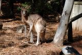 One of the many kangaroos at the sanctuary