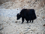 Yaks supply milk butter meat - many things
