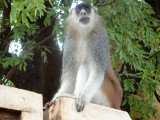 Monkey sitting on the fence at the university (out starting point) with a look of disdain on his face
