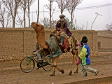 Galloping camel