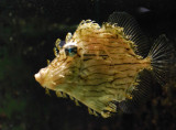 Hairy File fish