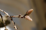 Spring is here