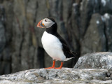 FARNE ISLANDS  NORTHUMBERLAND