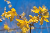 Forsythia I