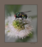 flower fly yard 2008 1_tn.jpg