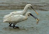 Spoonbill.