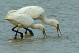 Spoonbill.