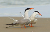 Common Tern.