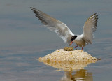 Common Tern.