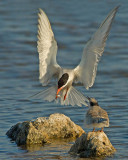 Common Tern.