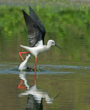 Black-winged stilt.