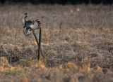 Lappuggla/Great Grey Owl