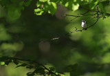 Halsbandsflugsnappare/Collared Flycatcher.