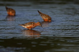 Spovsnppa/Curlew Sandpiper