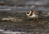 Strre strandpipare/Ringed Plower