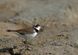 Mindre strandpipare/Little Ringed Plover