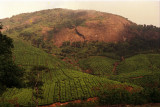 Tea plantations on way to TopSlip
