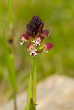 Orchis ustulata