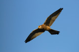 Lesser kestrel